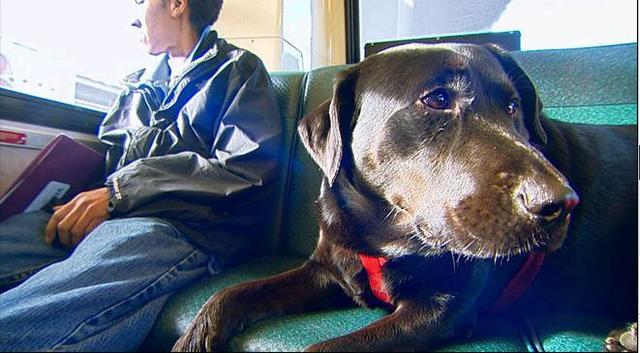 伊柯麗斯(Eclipse)搭乘公車(chē)。