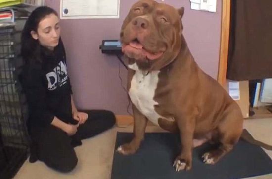 “浩克”體重約79公斤，或為世界最胖頭牛犬