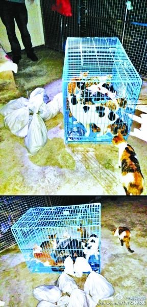 志愿者將放生的貓抓捕回來，這些貓等待領(lǐng)養(yǎng)