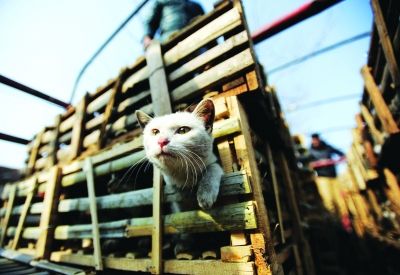 貨車上被販運的貓。 記者陳亮 攝