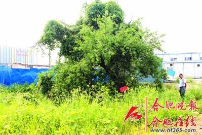 261歲古樹棠梨“搬家” 業(yè)內人士表示擔憂(圖)