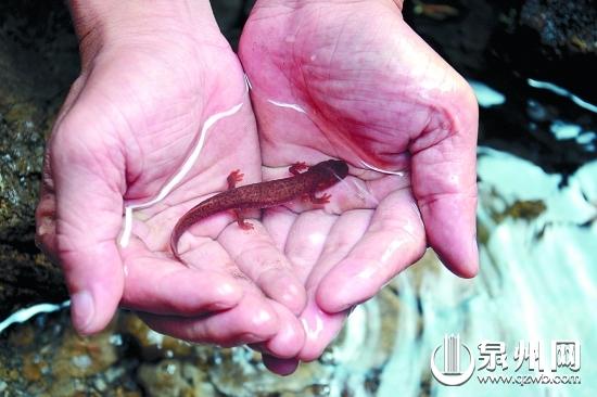 福建現(xiàn)恐龍時(shí)代“四腳魚” 被稱“活化石” 福建現(xiàn)恐龍時(shí)代“四腳魚” 被稱“活化石”