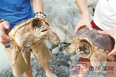 楊先生買來(lái)的鱷龜有很強(qiáng)的攻擊性。見習(xí)記者 雷鍵 攝