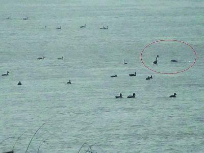 南京一市民江邊追拍江豚7年 常一守一整天(圖)