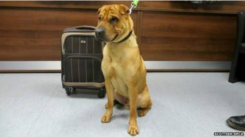 蘇格蘭動物權(quán)益慈善組織已經(jīng)通過芯片查出這只小狗的名字叫凱。