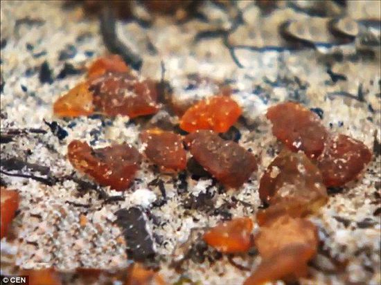 波羅的海的一場暴風(fēng)雨將琥珀卷到了岸上，這里包攬了全球90%的琥珀產(chǎn)量。