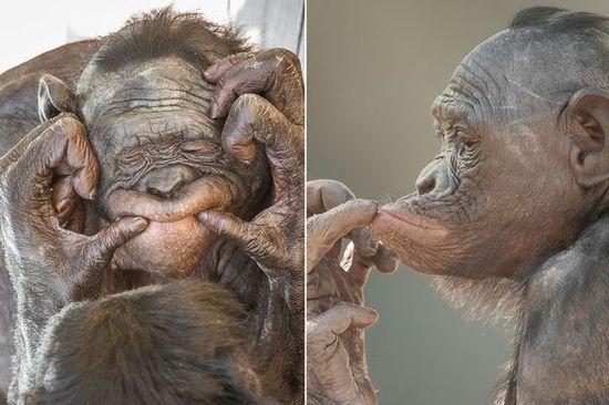 黑猩猩擺各種姿勢(shì)拍照。