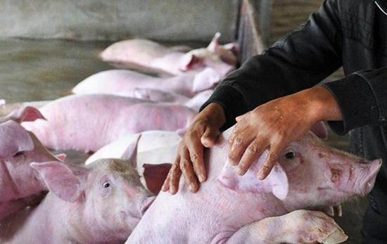 安徽六安被困生豬實為3000頭 80公斤以上送宰 安徽六安被困生豬實為3000頭 80公斤以上送宰