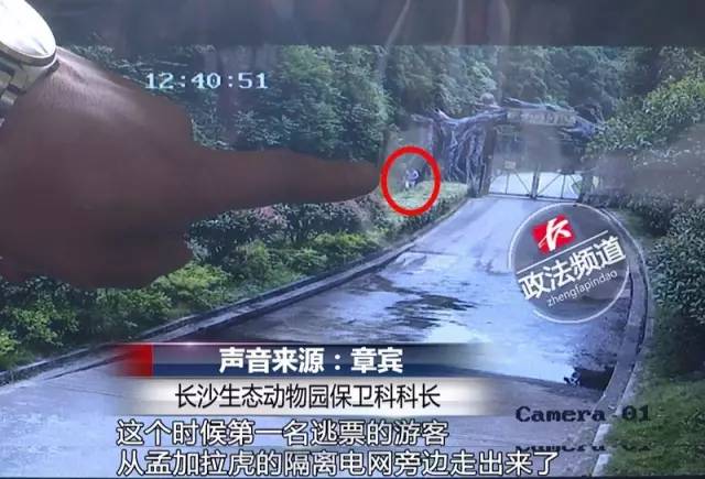 2女1男為逃票翻墻進(jìn)動物園 落地時(shí)周圍站了7只虎