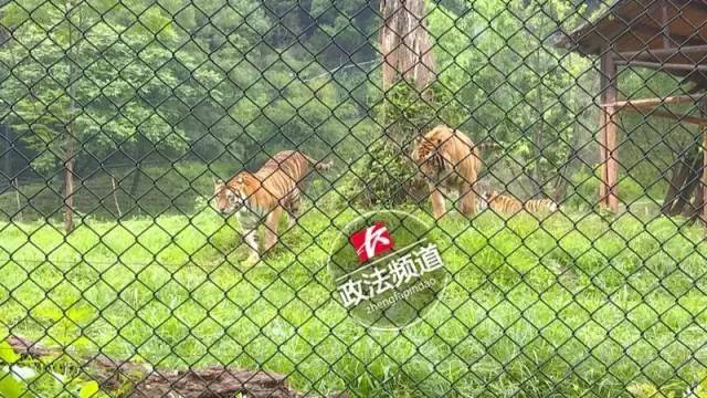 2女1男為逃票翻墻進(jìn)動物園 落地時(shí)周圍站了7只虎