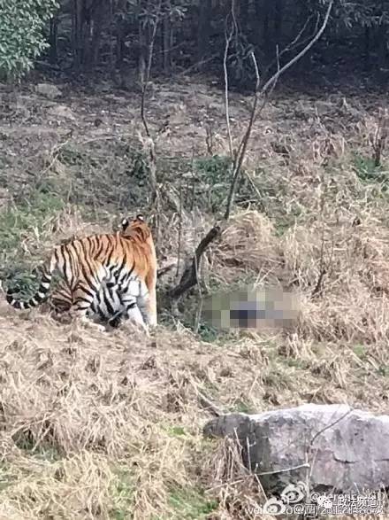 2女1男為逃票翻墻進(jìn)動物園 落地時(shí)周圍站了7只虎