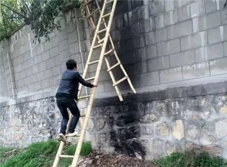 2女1男為逃票翻墻進(jìn)動物園 落地時(shí)周圍站了7只虎