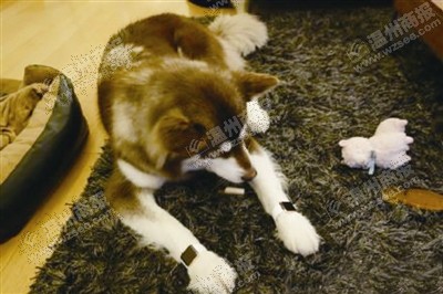 說到蘋果表，昨天的網(wǎng)友大為感嘆：人比人，氣死人了。不！是人比狗，氣死人。