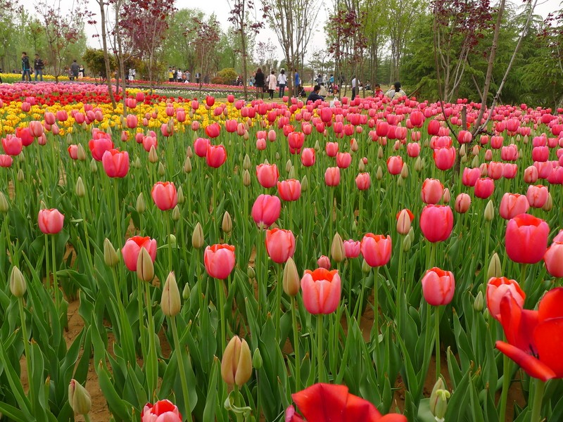 粽子節(jié)遇上兒童節(jié)，你想好去哪了么？