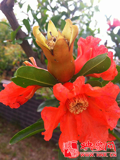 中國(guó)?鄭州首屆河陰石榴花文化旅游節(jié)開幕