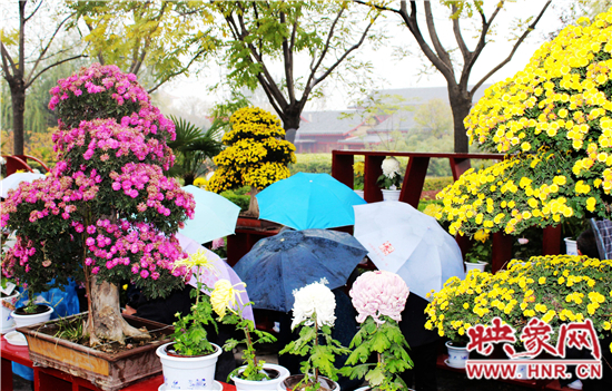 天好、花美 中國(guó)開(kāi)封第32屆菊花文化節(jié)延長(zhǎng)一周
