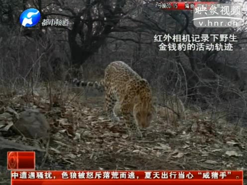 萌萌噠！濟(jì)源首次拍到金錢豹