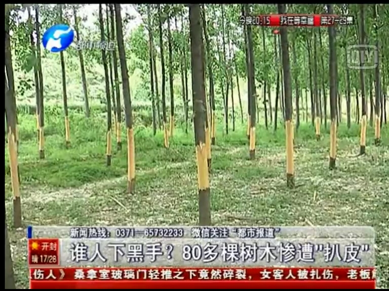 80多棵樹被“扒皮” 誰痛下黑手？
