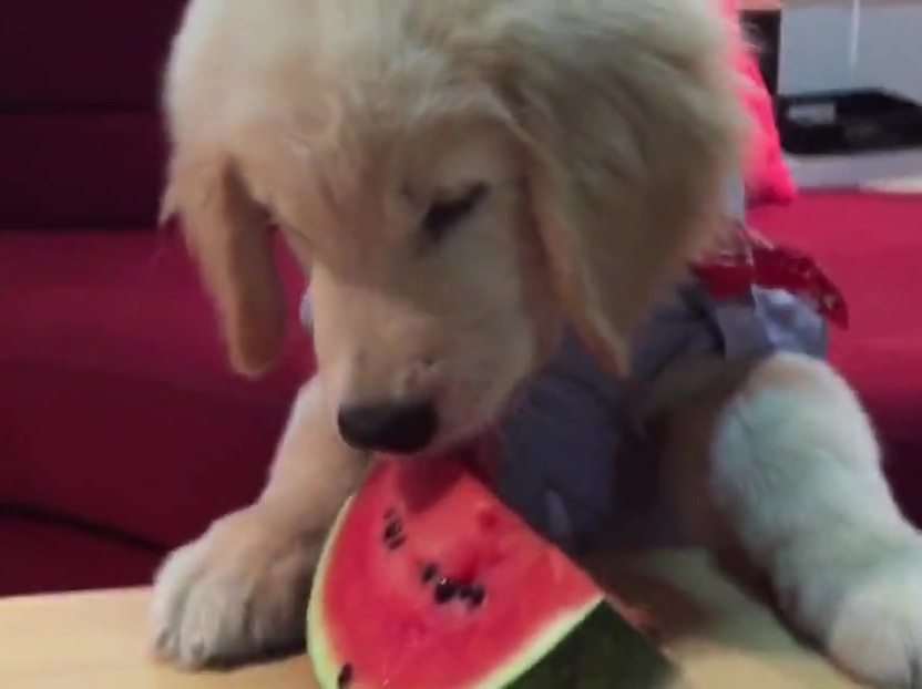 超萌金毛啃西瓜！夏天來了汪星人也要消暑??！