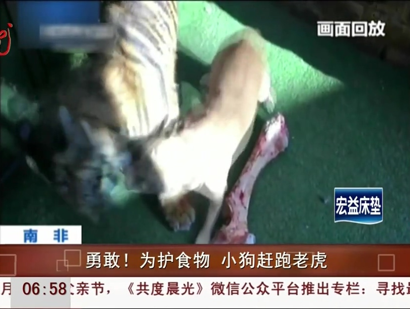 勇敢！為護(hù)食物 小狗趕跑老虎