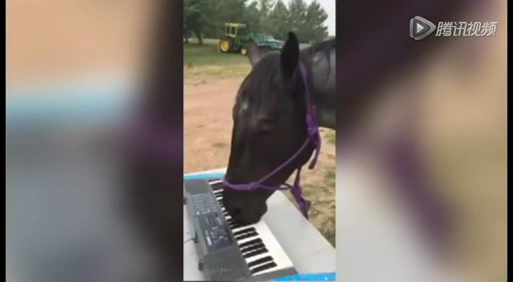 這只逆天的馬會彈琴！