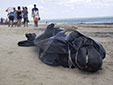 海洋環(huán)境惡化？巴西30鯨魚擱淺