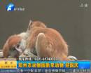鄭州市動(dòng)物園新動(dòng)物迎國慶