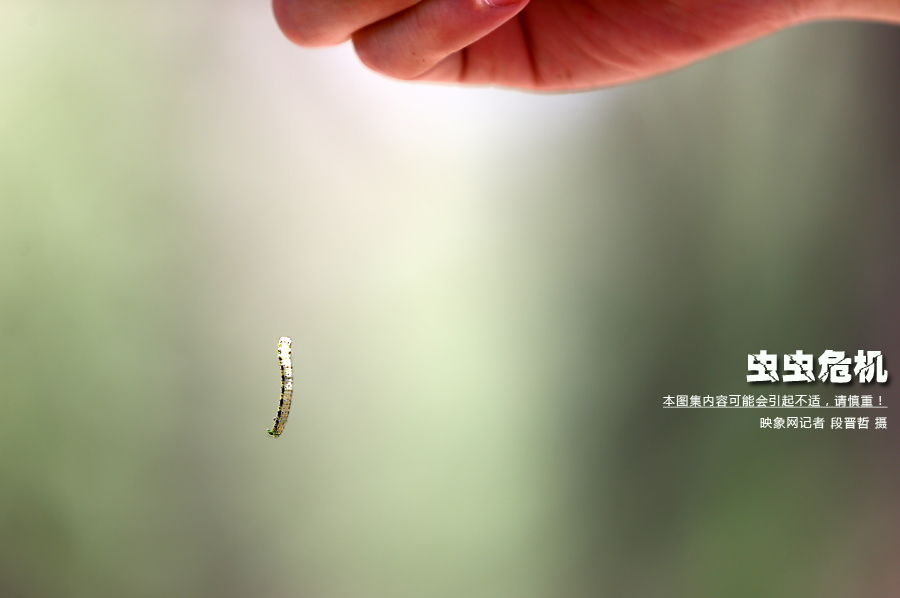 當(dāng)小蟲子從樹上垂絲而下懸在半空中時，給路上的行人帶來諸多不便