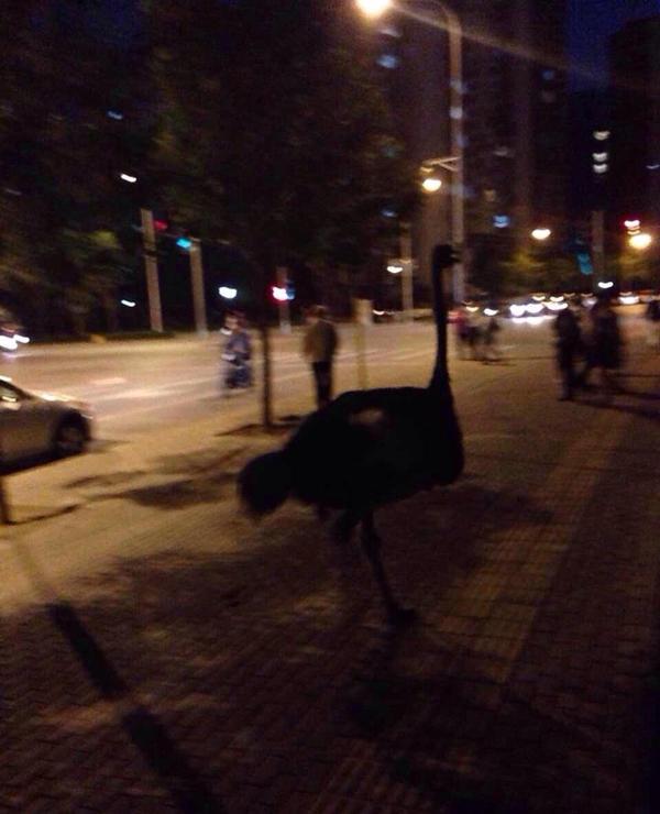 北京4只鴕鳥(niǎo)上街"遛彎" 狂奔速度超汽車(chē) 北京4只鴕鳥(niǎo)上街"遛彎" 狂奔速度超汽車(chē)