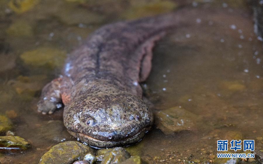 揭開娃娃魚的神秘面紗 揭開娃娃魚的神秘面紗