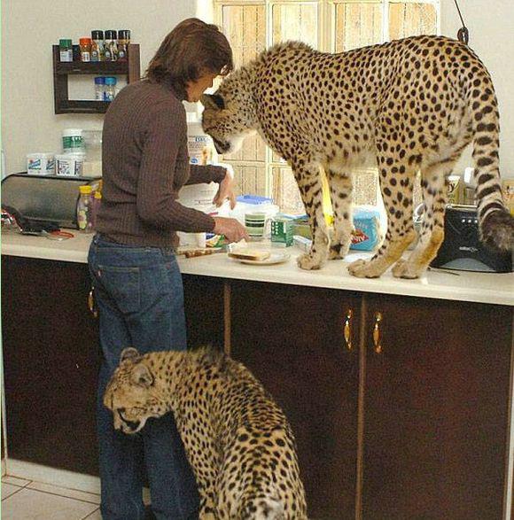 美國(guó)人和他們的“另類(lèi)”兇猛寵物